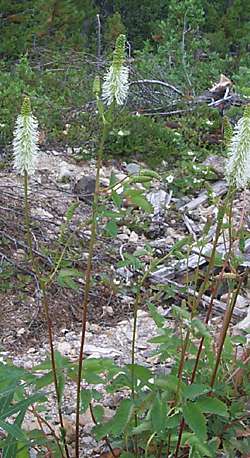 Sanguisorba canadensis - Canada Burnet