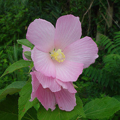 Hibiscus moscheutos - Swamp Rose-Mallow
