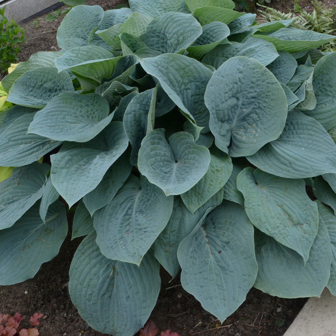 Hosta 'Blueberry Muffin'