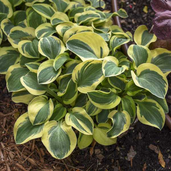 Hosta 'Mighty Mouse'
