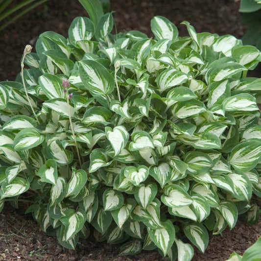 Hosta 'Pandora's Box' - Plantain Lily cultivar