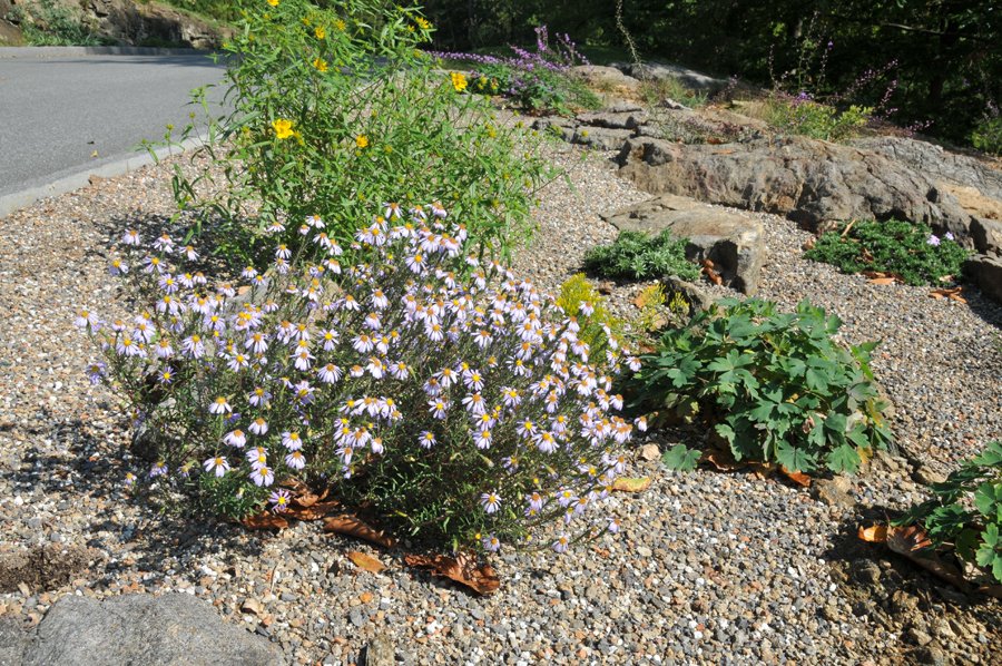 Ionactis linariifolia