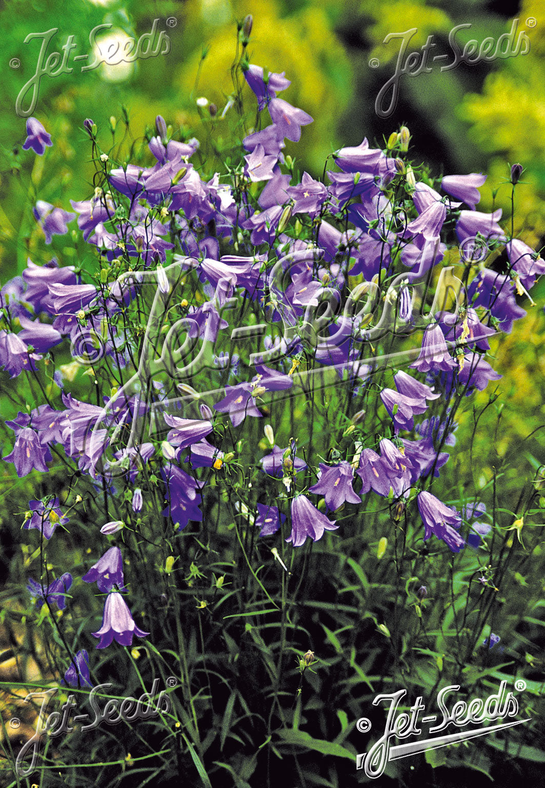 Campanula rotundifolia - Harebell
