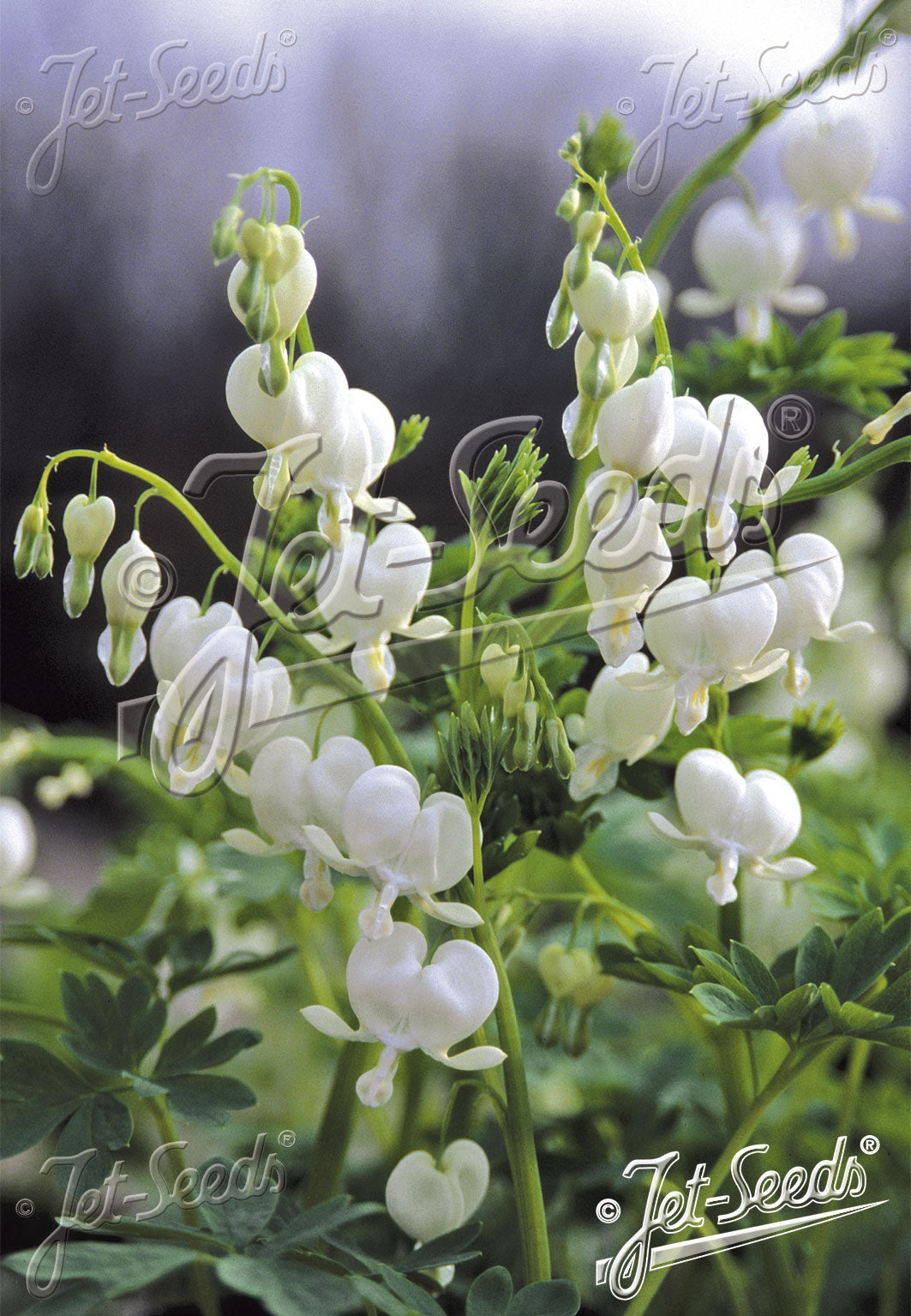 Dicentra spectabilis 'Alba'