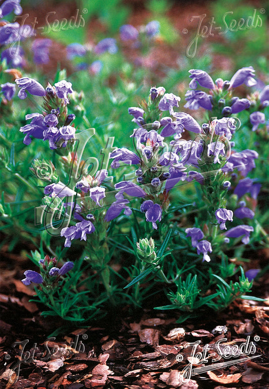 Dracocephalum argunense 'Fuji Blue' - Dragonhead
