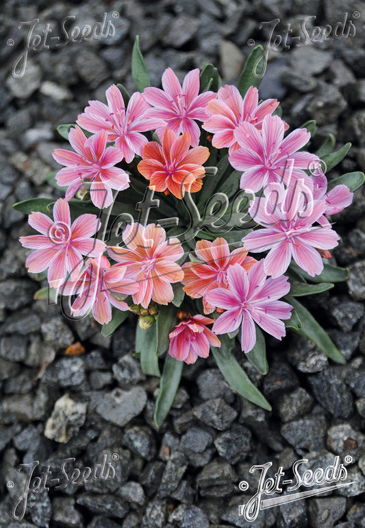 Lewisia x hybrida 'Little Plum' - Bitterroot