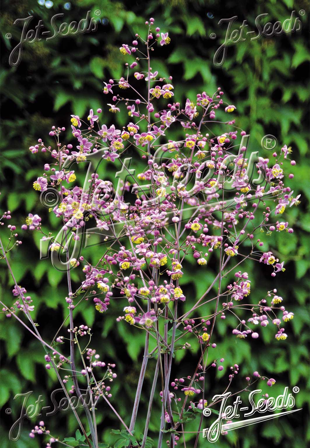 lavender mist meadow rue seeds Thalictrum rochebrunianum