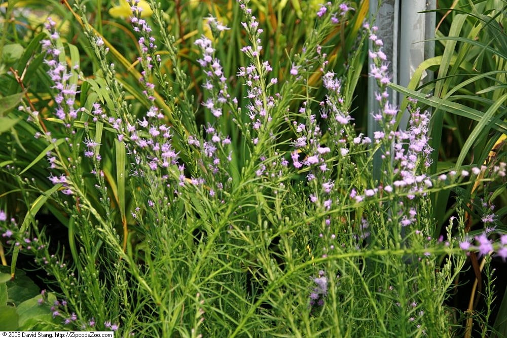 Liatris microcephala