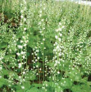 Mitella diphylla - Twoleaf Miterwort