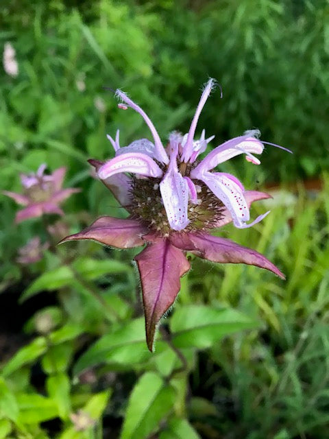 Monarda bradburiana