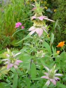 Monarda punctata - Spotted Bee Balm