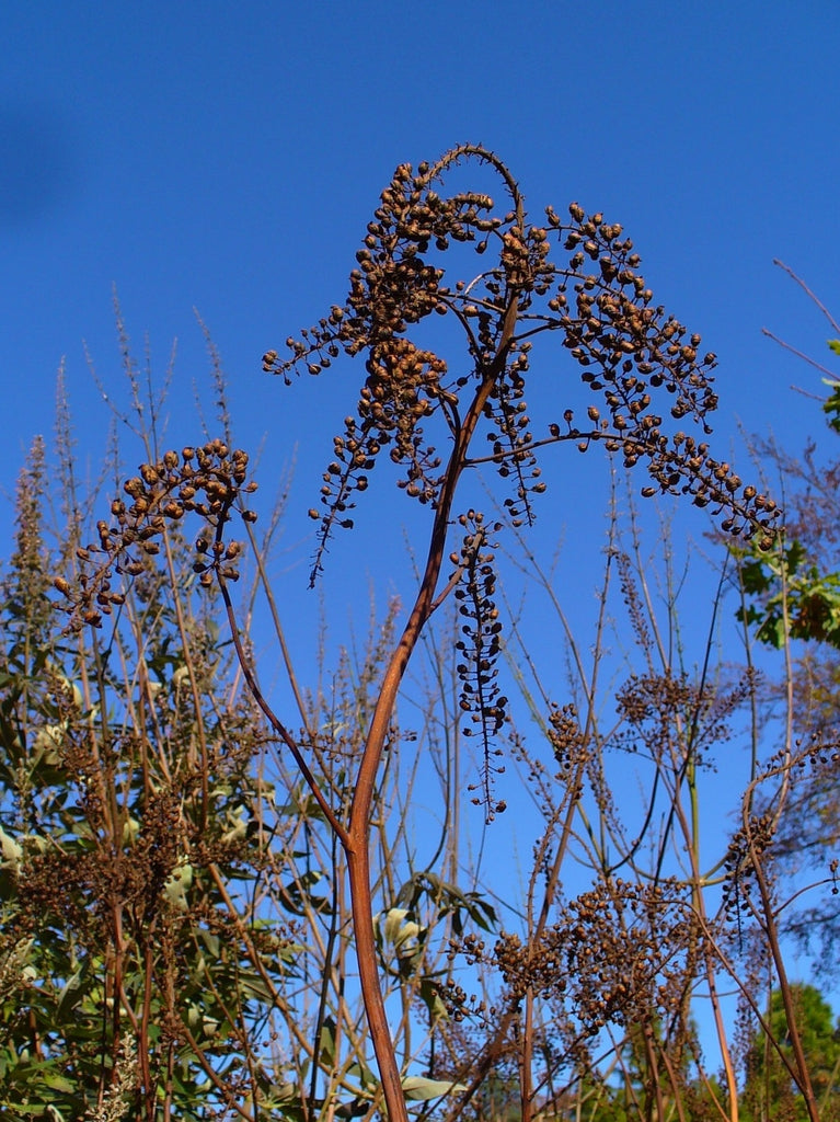 Actaea racemosa