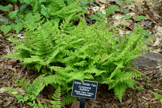 Cystopteris bulbifera - Bulblet Fragile Fern