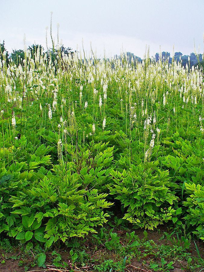 Actaea racemosa