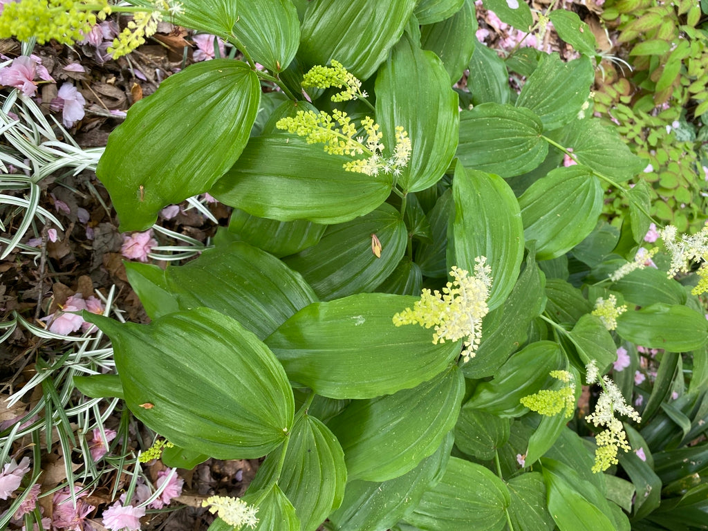 Maianthemum racemosum