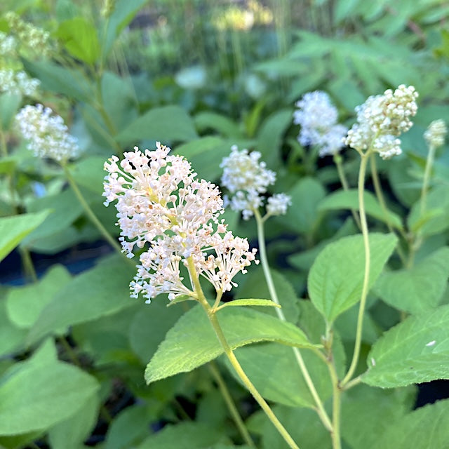 Ceanothus americanus