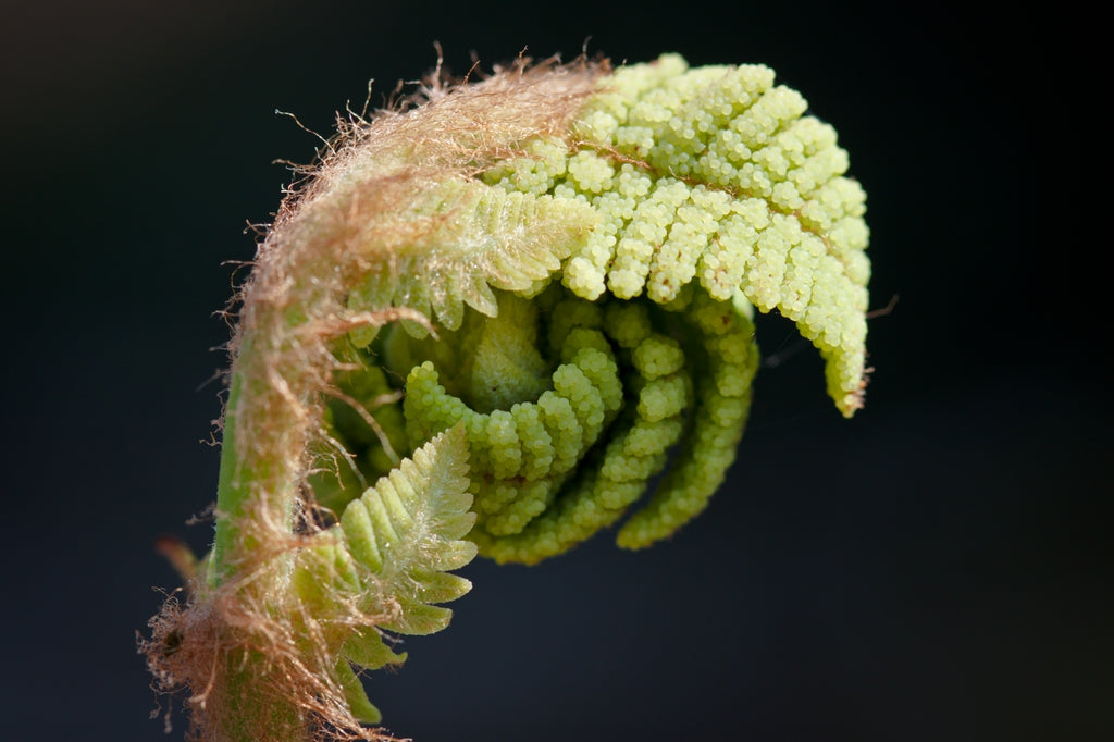 Osmunda claytoniana