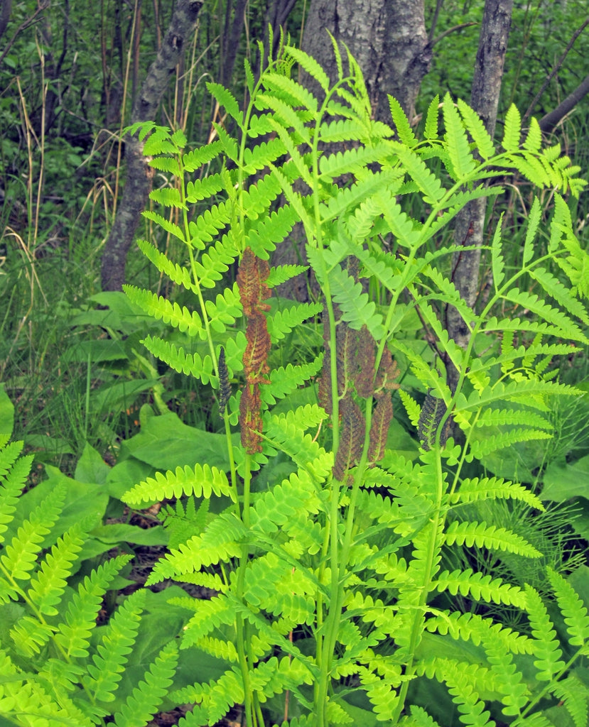 Osmunda claytoniana