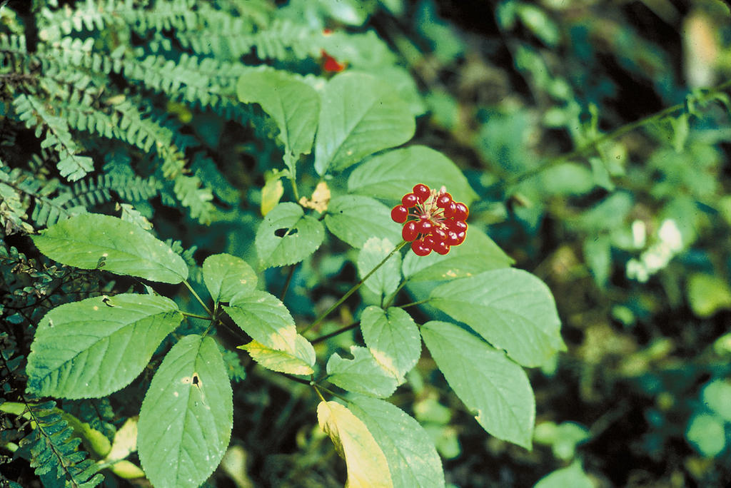 Panax quinquefolius - American Ginseng