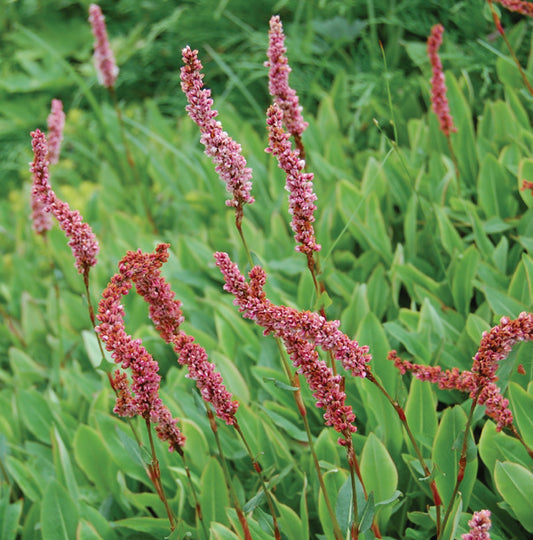 Persicaria amplexicaulis 'Speciosa' - Firetail, Red Bistort