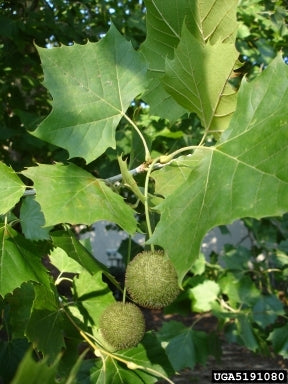 Platanus occidentalis