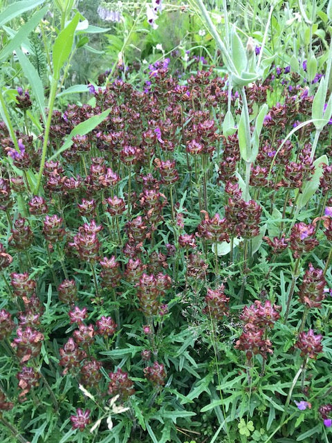 Prunella vulgaris 'Magdalena'