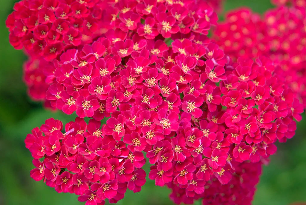 Achillea millefolium Tutti Frutti 'Pomegranate'