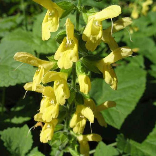 Salvia koyamae - Japanese Yellow Sage