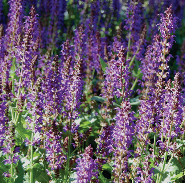 Salvia nemerosa 'May Night' - Woodland Sage