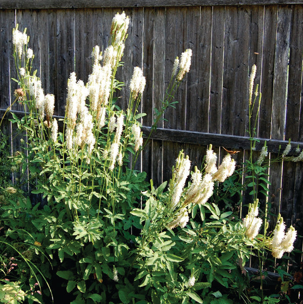 Sanguisorba canadensis - Canada Burnet