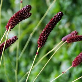 Sanguisorba tenuifolia var. purpurea - Japanese Burnet selection