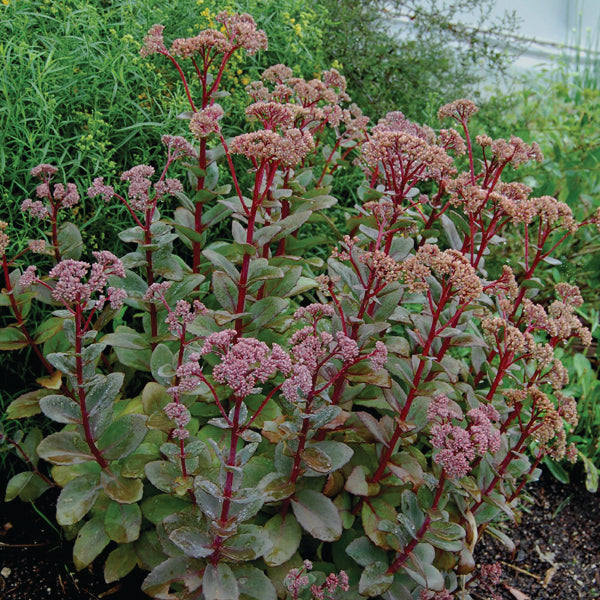tall sedum succulent Sedum spectabile 'Carl'