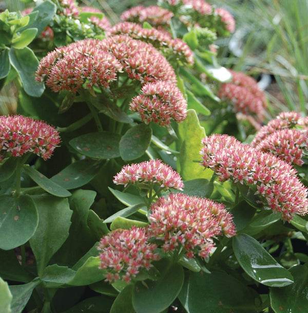 orpine succulent Sedum telephium 'Matrona'