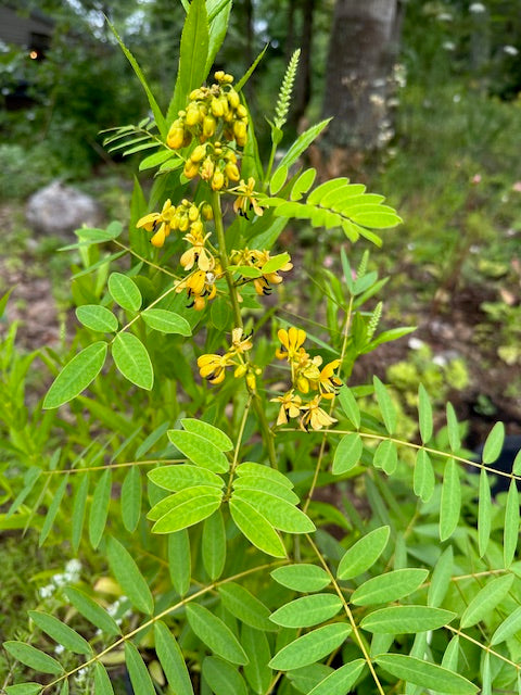 Senna hebecarpa - Northern Wild Senna