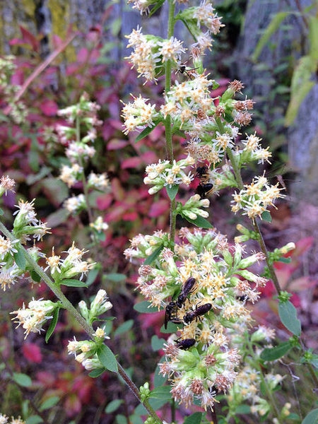 Solidago bicolor - Silverrod