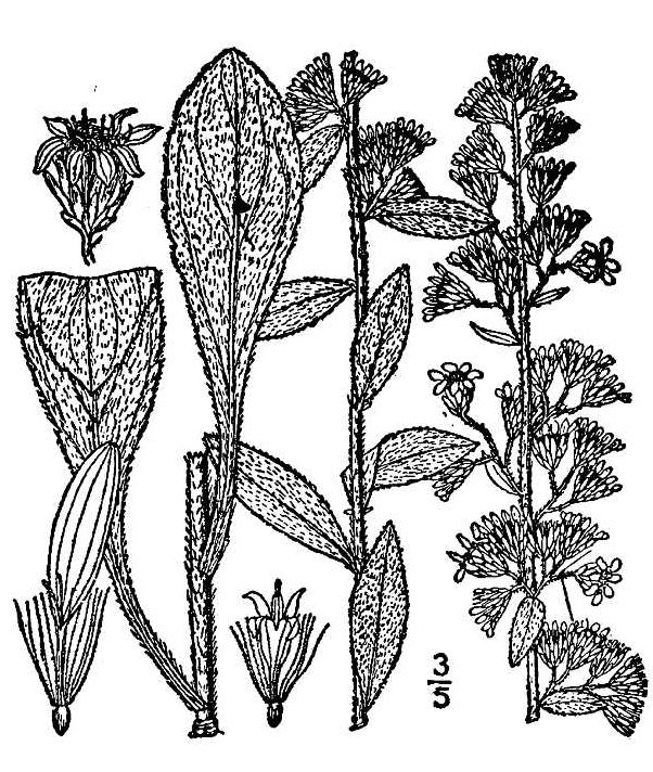 Solidago bicolor - Silverrod