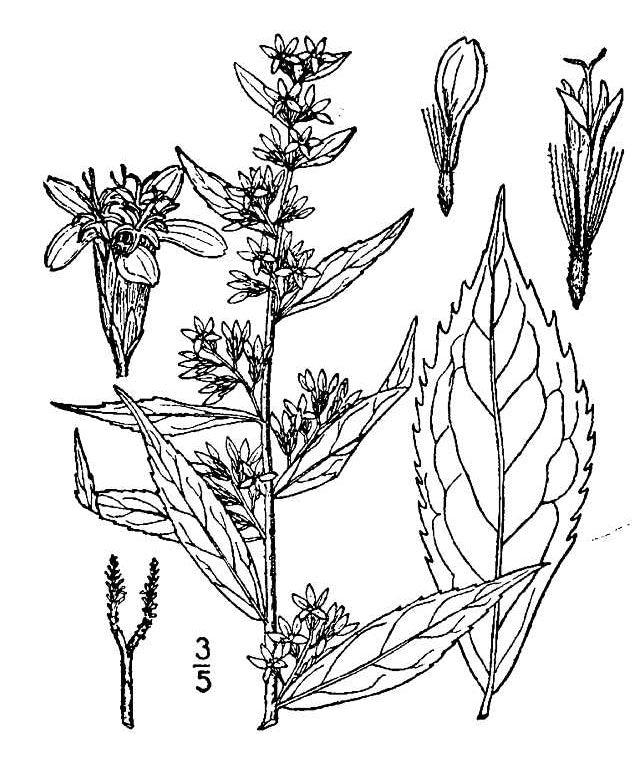 Solidago caesia