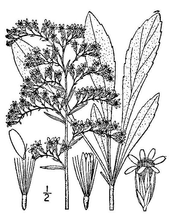 Solidago nemoralis - Gray Goldenrod
