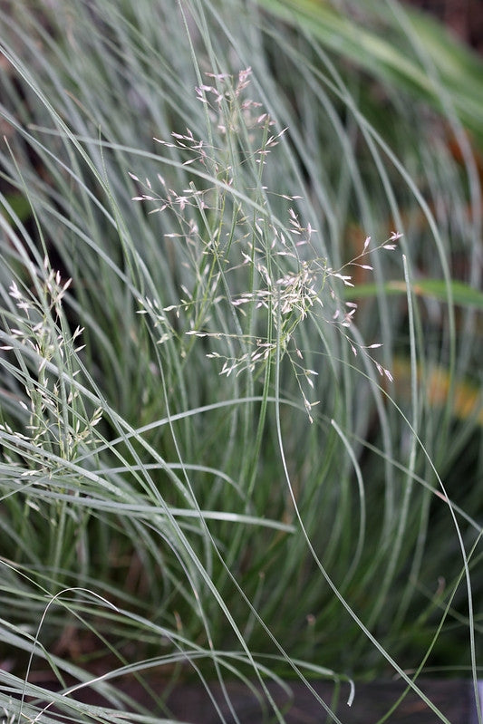 Sporobolus heterolepis - Prairie Dropseed