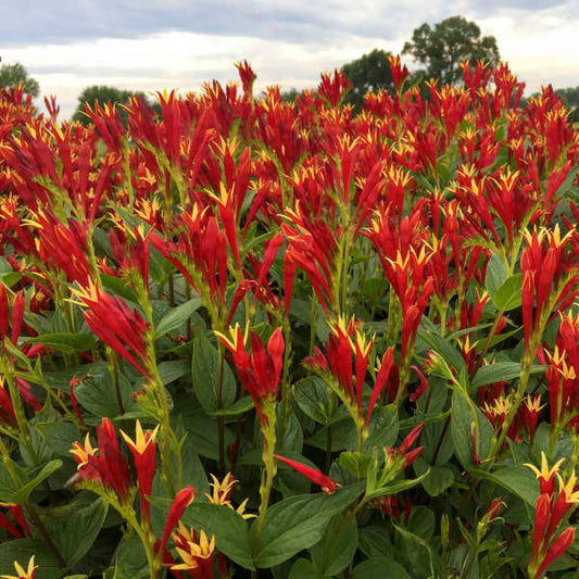 Spigelia marilandica 'Little Redhead' - Woodland Pinkroot