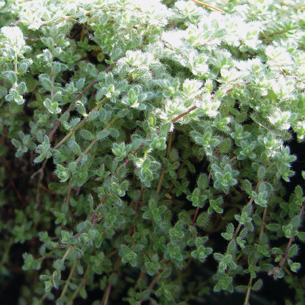 Thymus praecox "Pseudolanuginosus' - Woolly Thyme