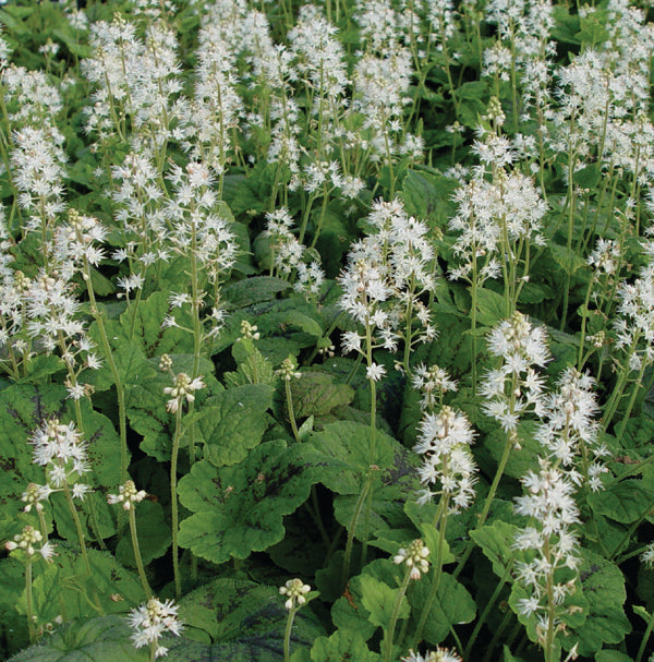 Tiarella cordifolia 'Running Tapestry'