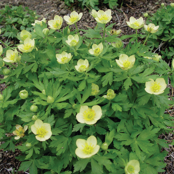 Trollius laxus - American Globeflower