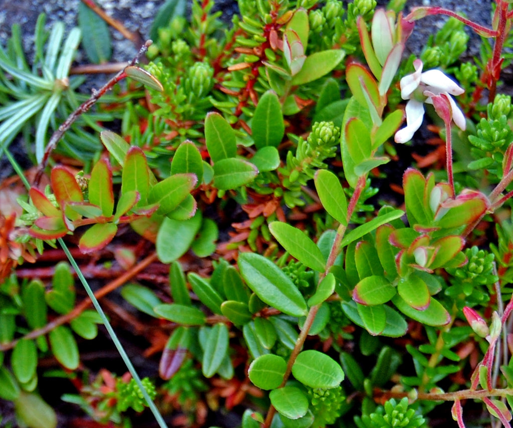 Vaccinium macrocarpon