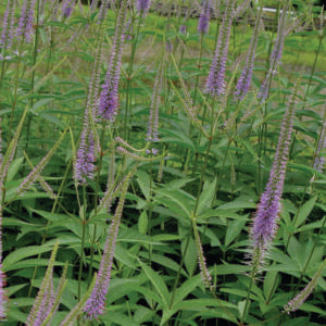 Veronicastrum virginicum 'Fascination' - Culver's Root cultivar