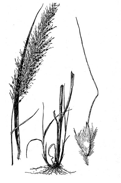 Sorghastrum nutans