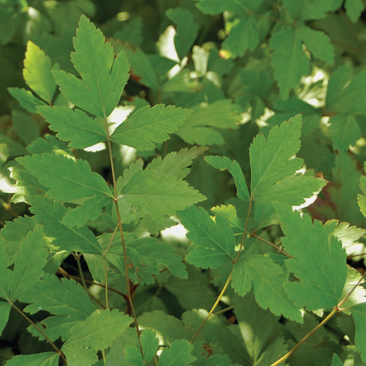 Xanthorhiza simplicissima - Yellowroot