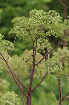 Angelica atropurpurea - Purplestem Angelica