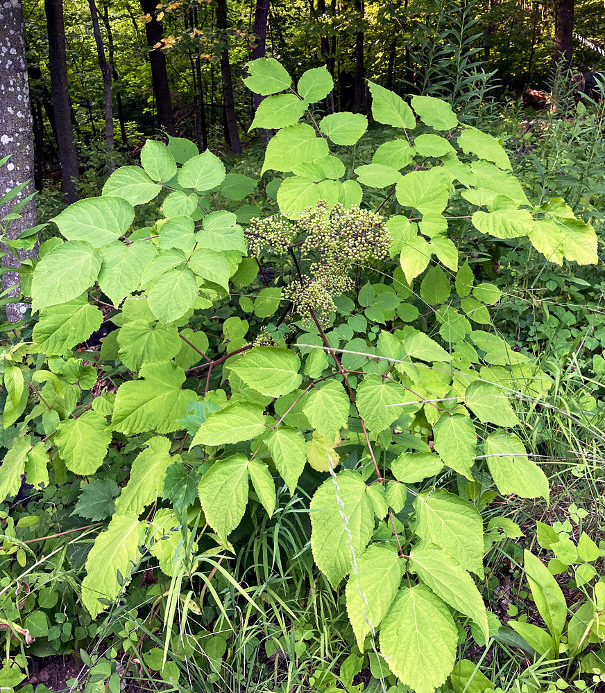 Aralia racemosa