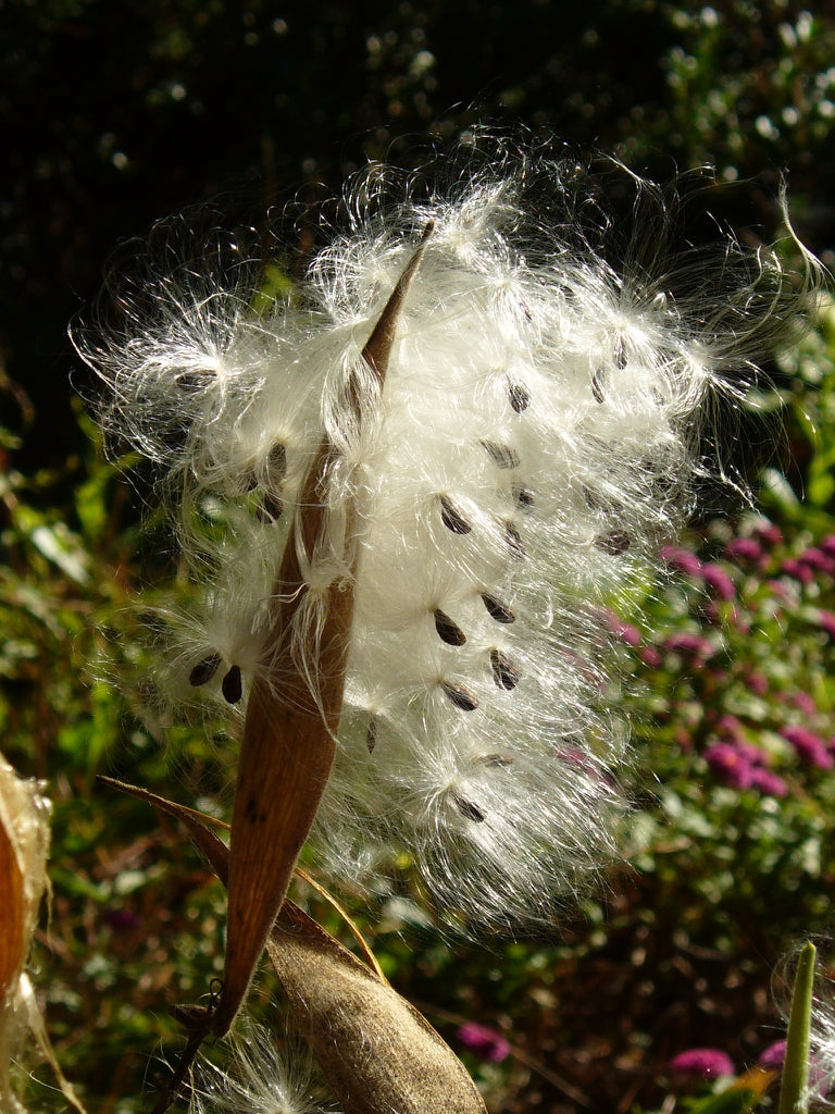 Asclepias tuberosa - Butterflyweed
